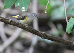 American Redstart