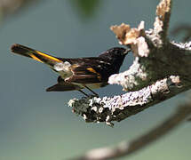 American Redstart