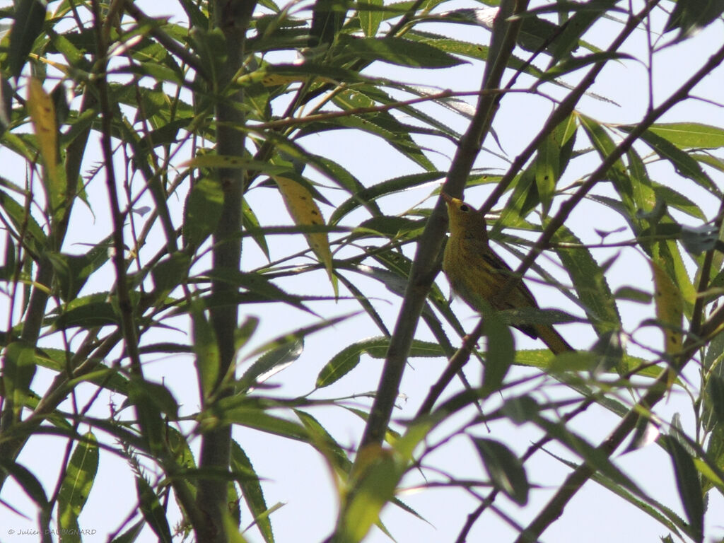 Paruline jaune