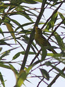 Paruline jaune