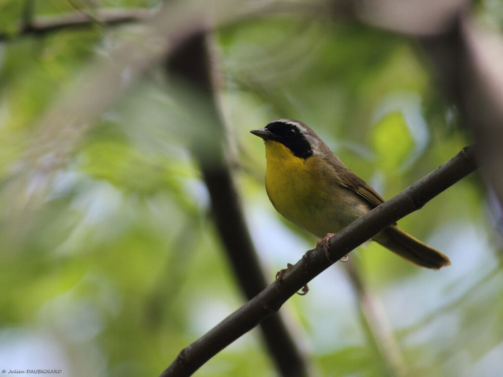 Common Yellowthroat male, identification