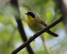 Common Yellowthroat