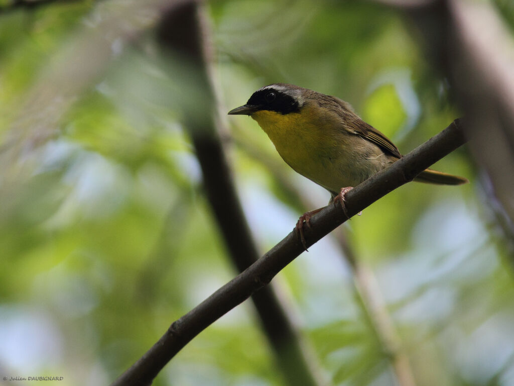 Common Yellowthroat male, identification