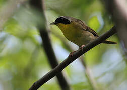 Common Yellowthroat