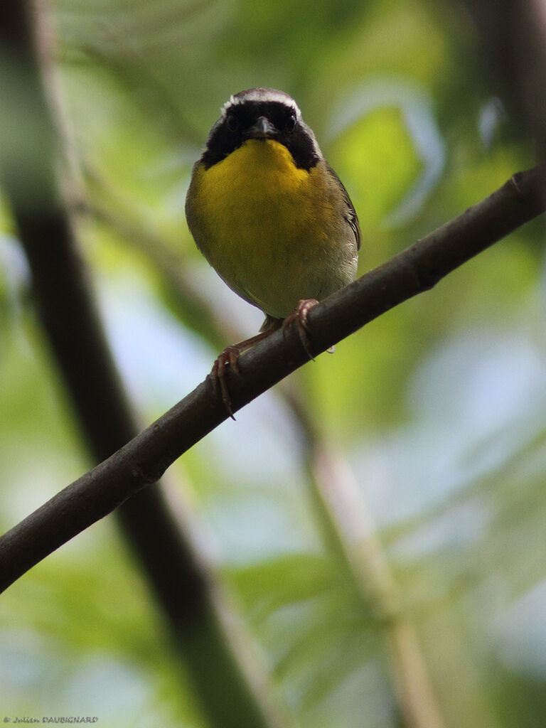 Common Yellowthroat male, identification