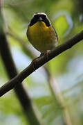 Common Yellowthroat