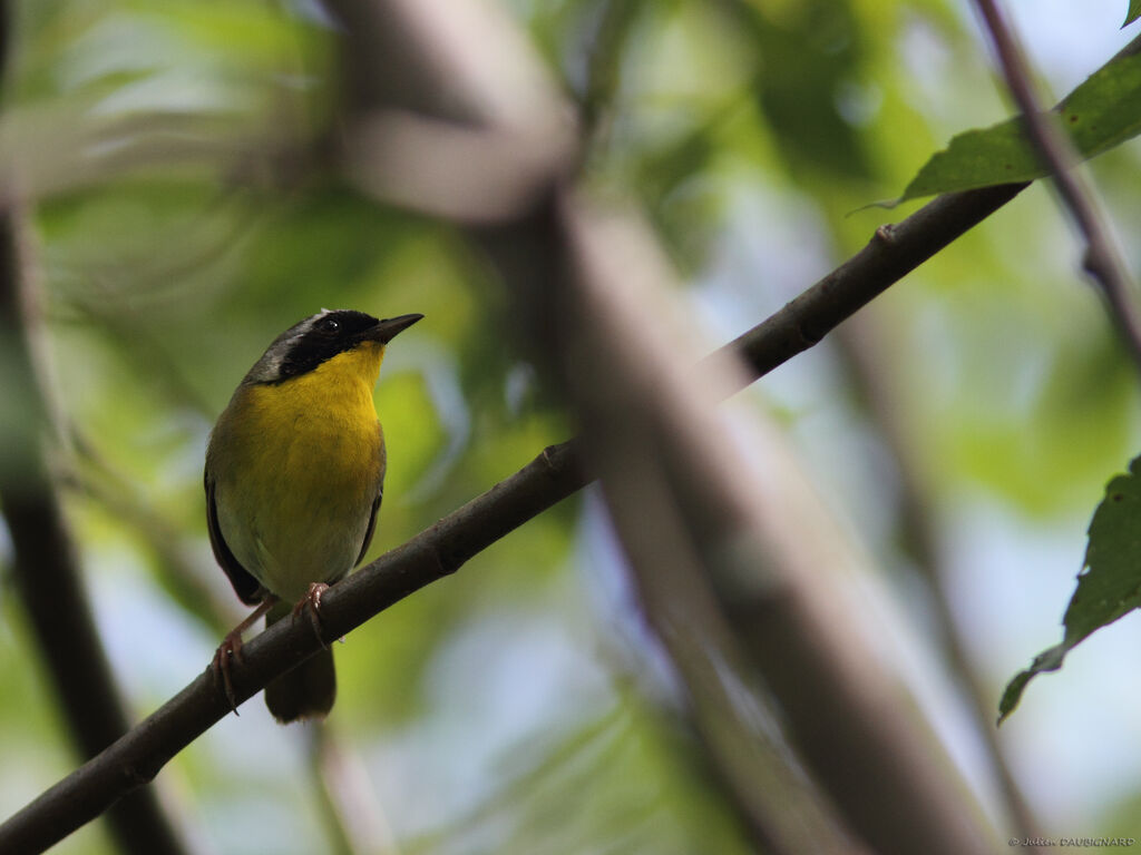 Common Yellowthroat male, identification