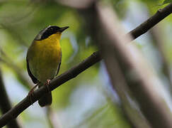 Common Yellowthroat