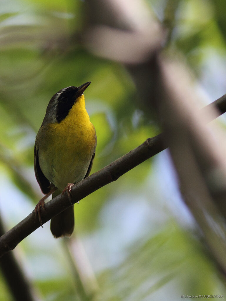 Common Yellowthroat male, identification