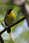 Common Yellowthroat