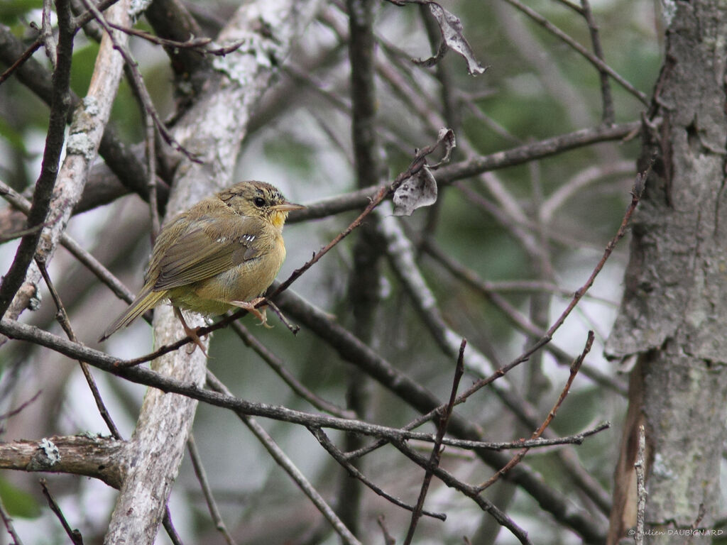 Paruline masquée, identification