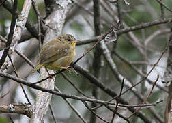 Common Yellowthroat