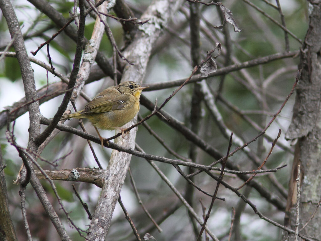 Common Yellowthroat