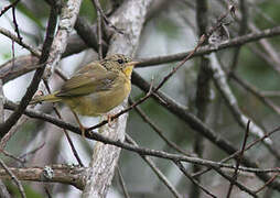 Common Yellowthroat