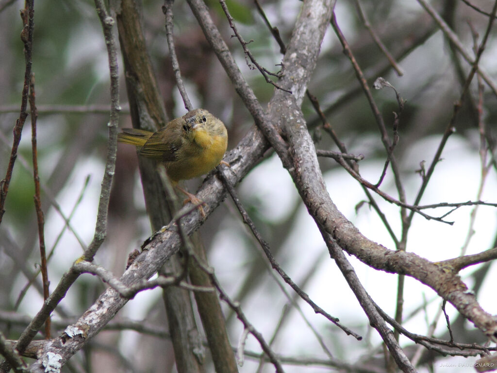 Common Yellowthroat