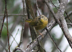 Common Yellowthroat