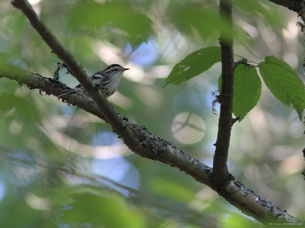 Black-and-white Warbler, identification