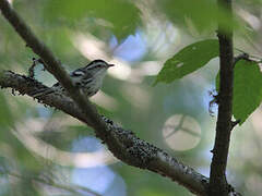 Black-and-white Warbler