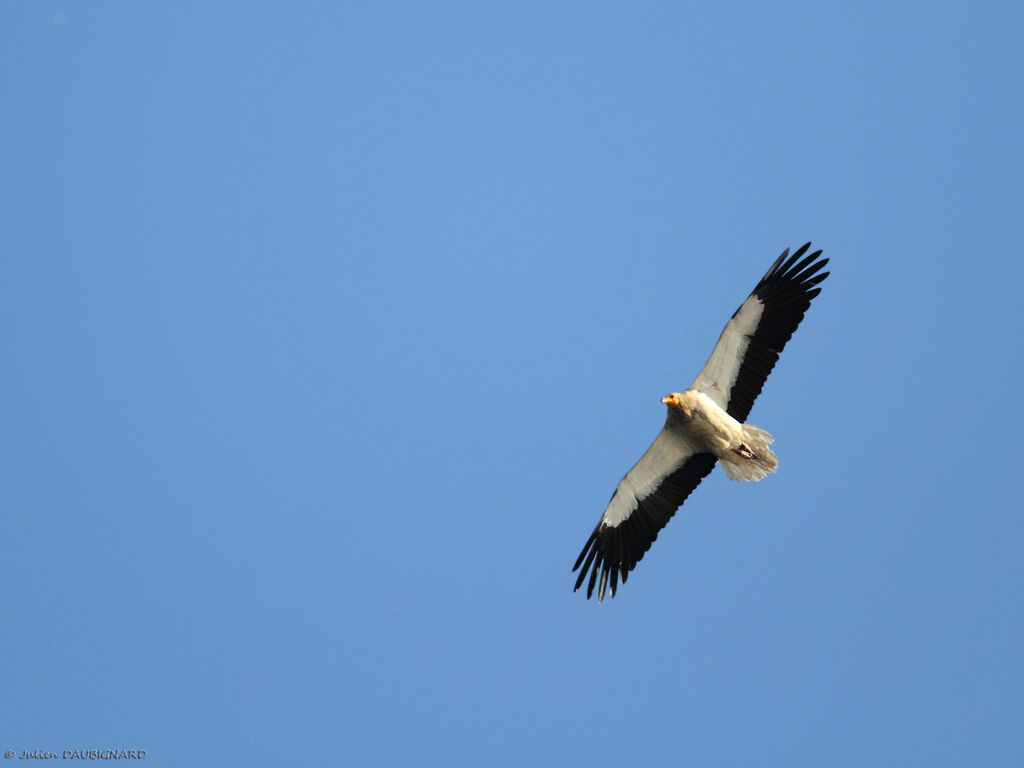 Egyptian Vulture