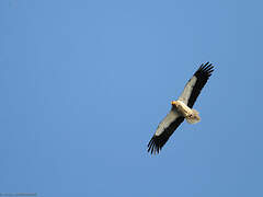 Egyptian Vulture