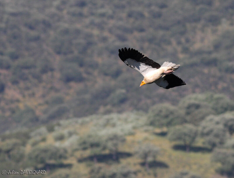 Egyptian Vulture, Flight