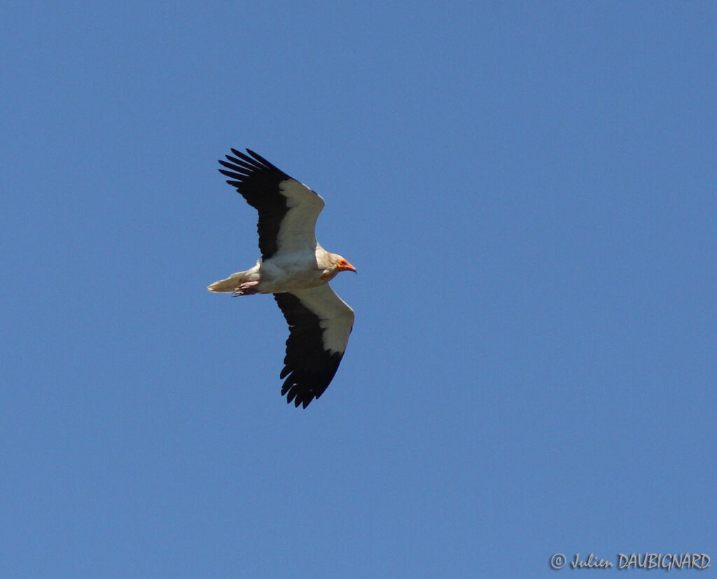 Egyptian Vulture, Flight