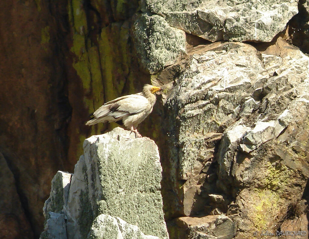 Egyptian Vulture, identification