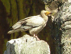 Egyptian Vulture