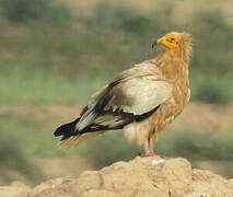 Egyptian Vulture