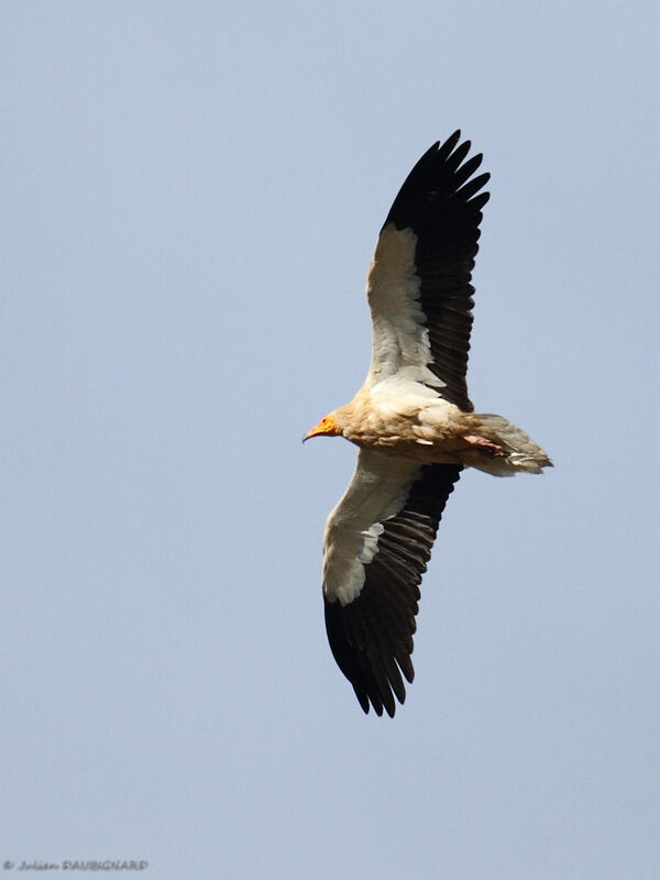 Egyptian Vultureadult, Flight