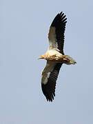 Egyptian Vulture