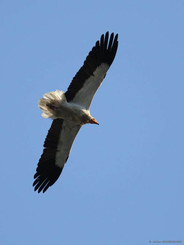 Egyptian Vultureadult, Flight