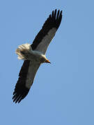 Egyptian Vulture