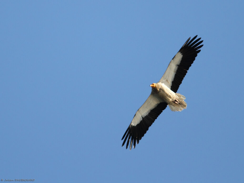 Egyptian Vultureadult, Flight