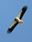 Egyptian Vulture