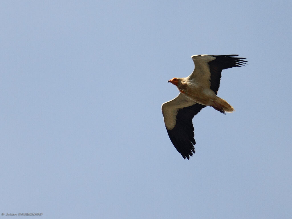 Egyptian Vultureadult, Flight