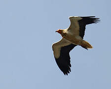 Egyptian Vulture