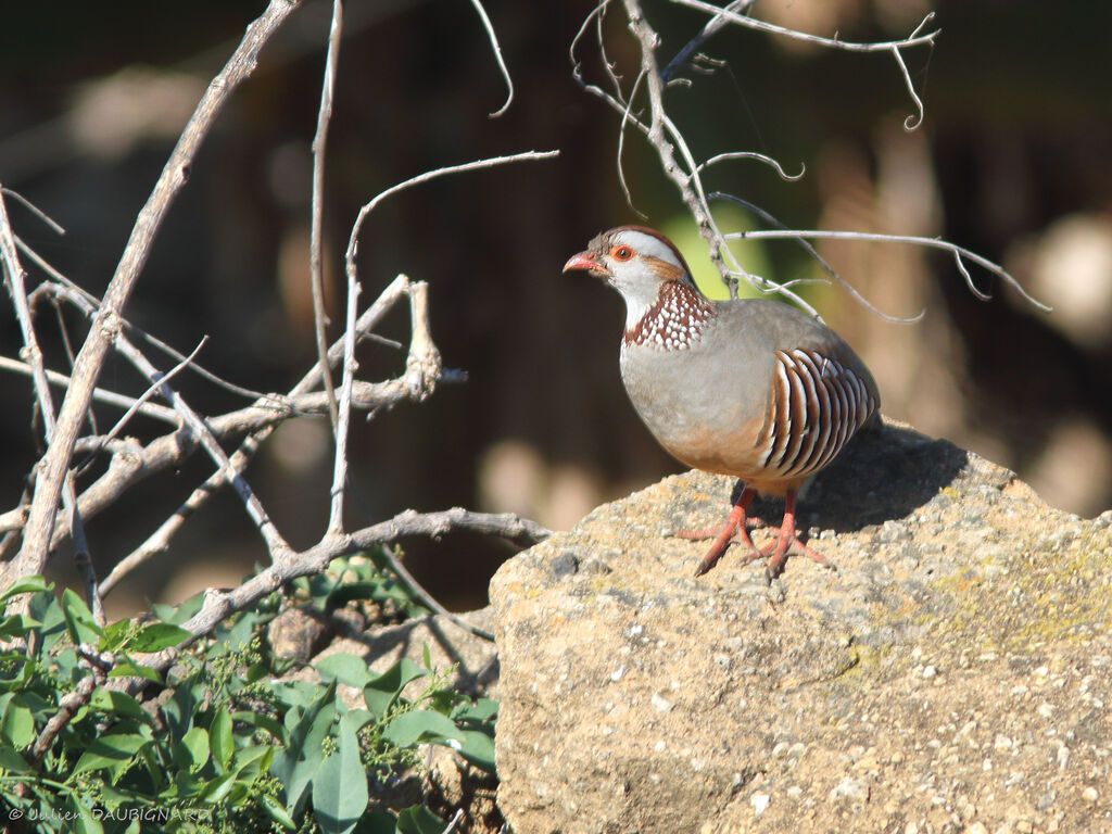 Perdrix gambra, identification