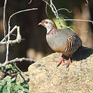 Perdrix gambra