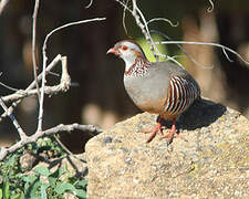 Barbary Partridge