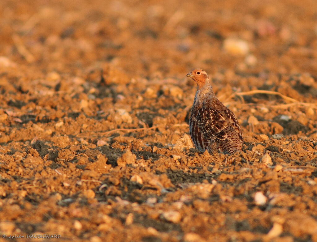 Grey Partridge, identification