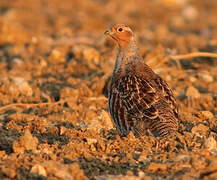 Grey Partridge