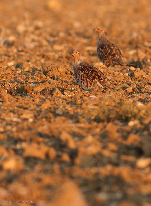 Grey Partridge, identification