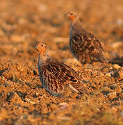 Grey Partridge