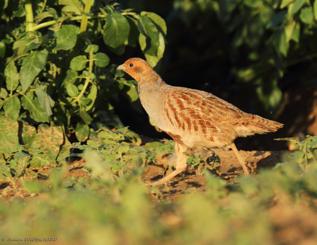 Grey Partridge, identification