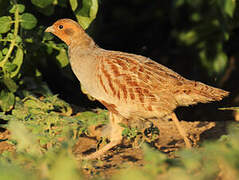 Grey Partridge