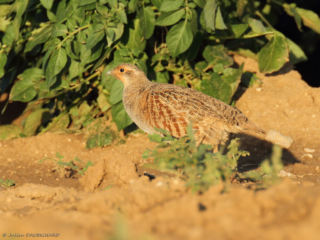 Grey Partridge, identification