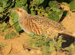 Grey Partridge