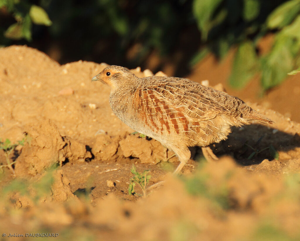 Grey Partridge, identification