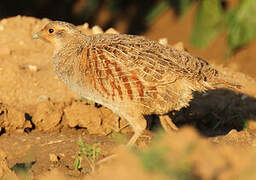 Grey Partridge